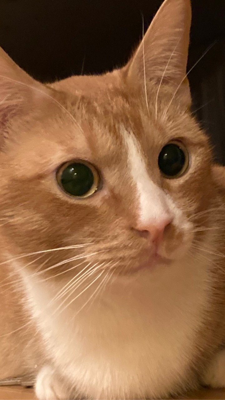 猫好き集まれぇ