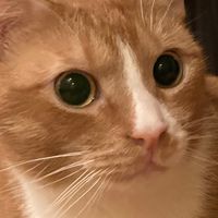 猫好き集まれぇ