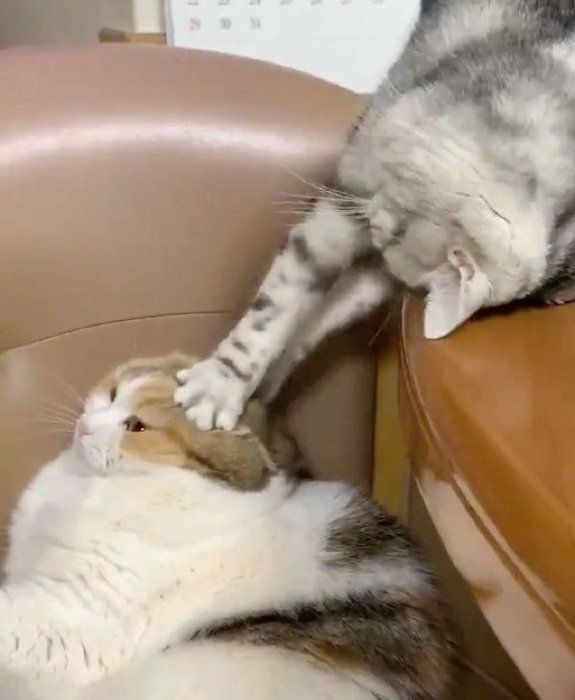 Twitterで話題の にゃんこルーレット に癒される人続出