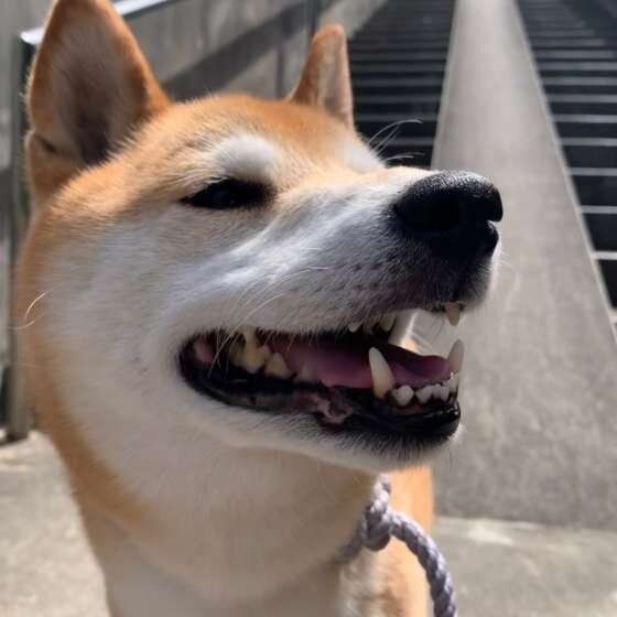 ふだんの鳴き方と違う 犬が 嬉しい ときの鳴き声の特徴