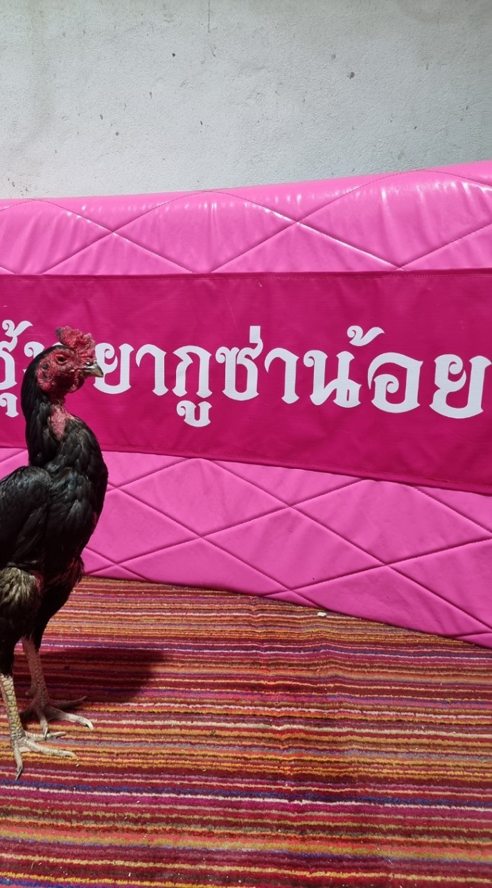 ซุ้ม.ยากูซ่า...น้อย