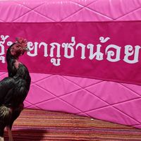 ซุ้ม.ยากูซ่า...น้อย