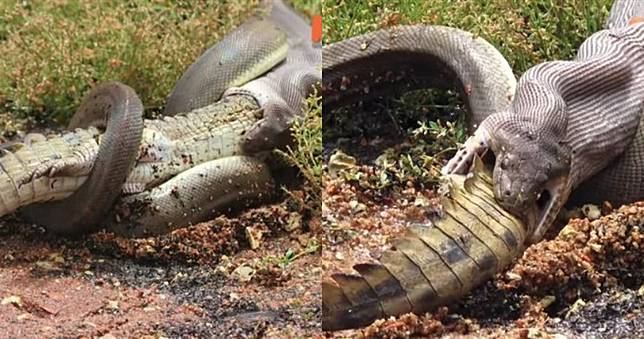 3米巨蟒緊纏鱷魚生吞進腹　X光直擊慘樣…7天就被消化光