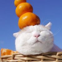 รับหิ้วไทย-ญี่ปุ่น ทุกเดือน By Fata