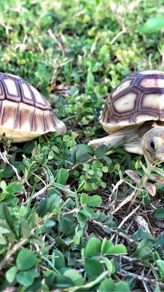 蘇卡達Sulcata の成長日記