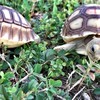 蘇卡達Sulcata の成長日記