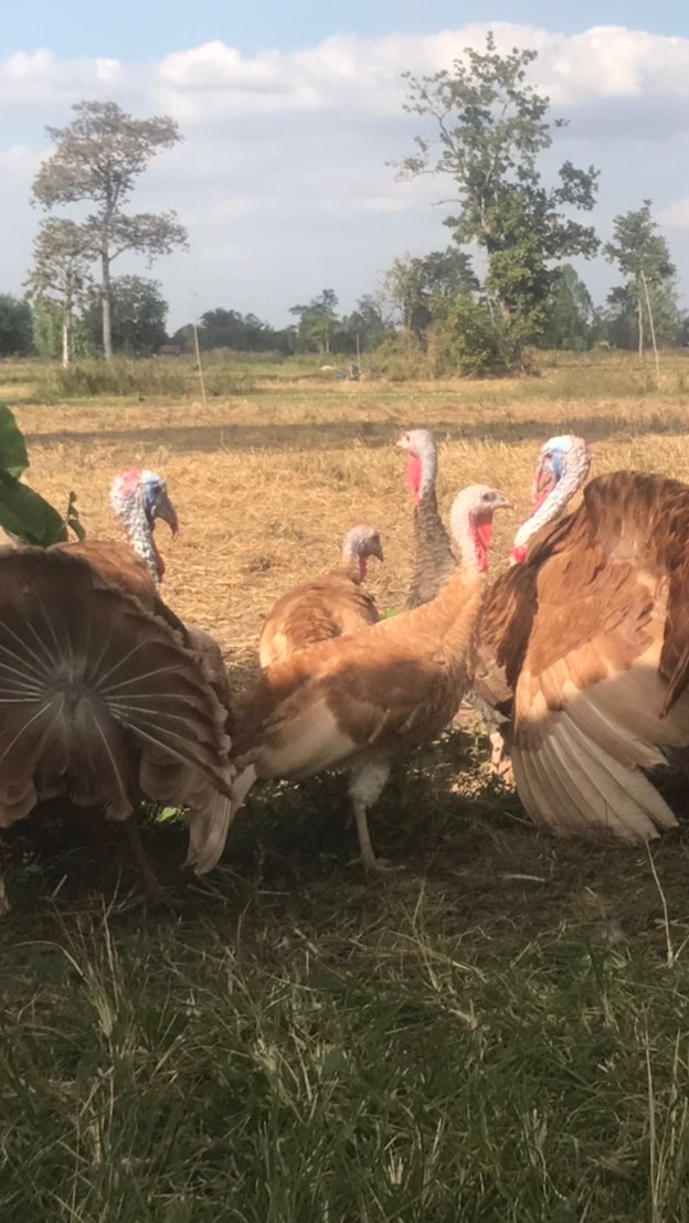 ชมรมคนรัก ไก่ต๊อก ไก่งวง อุบลราชธานี และทั่วประเทศ