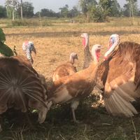 ชมรมคนรัก ไก่ต๊อก ไก่งวง อุบลราชธานี และทั่วประเทศ