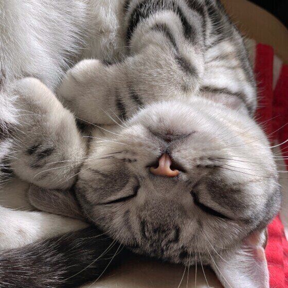 猫好きなら知っていて当たり前!?約９割の猫好きが知っていると回答の 