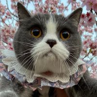 貓咪YA總匯