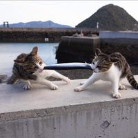 貓貓新世界