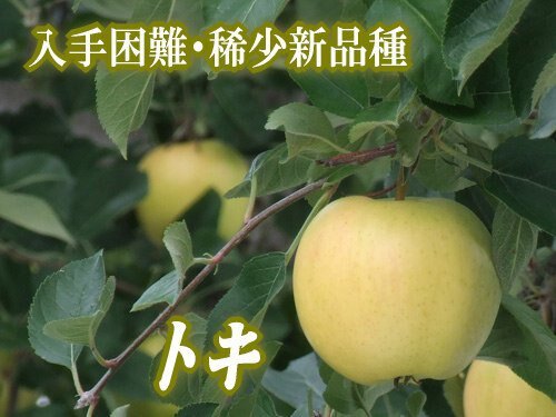 樓頂揪樓下一起買更便宜★香氣濃郁 蘋果界的首選★日本人氣特極短的新開發品種蘋果