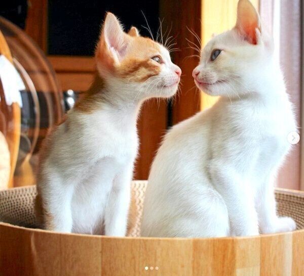 先住猫が旅立ち悲しみにくれる中 保護猫兄弟との出会い