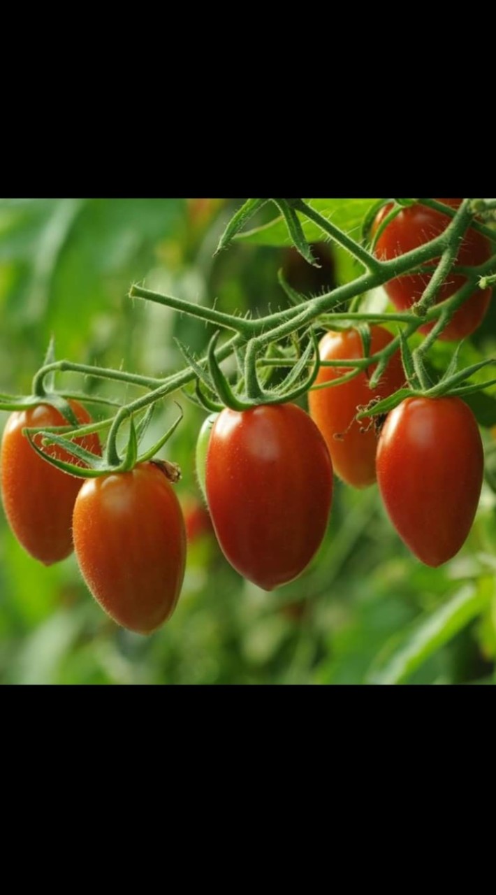 佳和農場（番茄、水果小黃瓜）