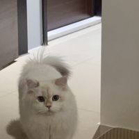 喵一眼追星代購