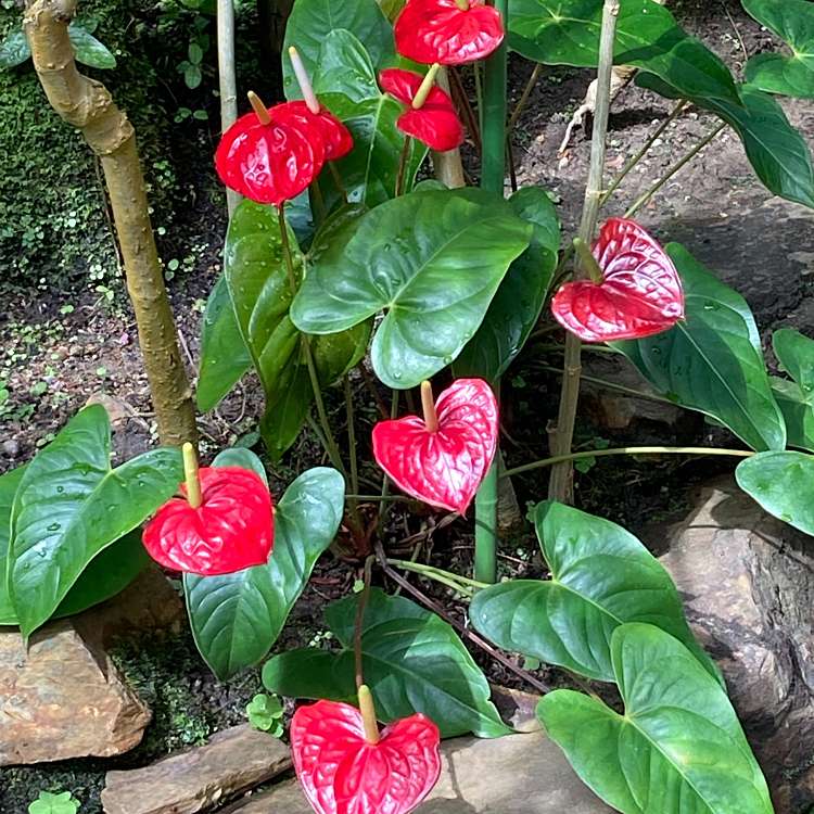 写真 新潟県立植物園 ニイガタケンリツショクブツエン 金津 古津駅 植物園 樹木園 By Line Place