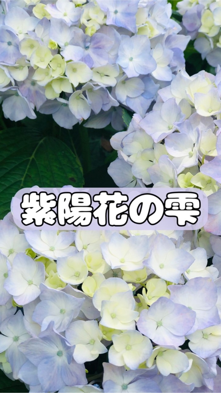 OpenChat 紫陽花の雫
