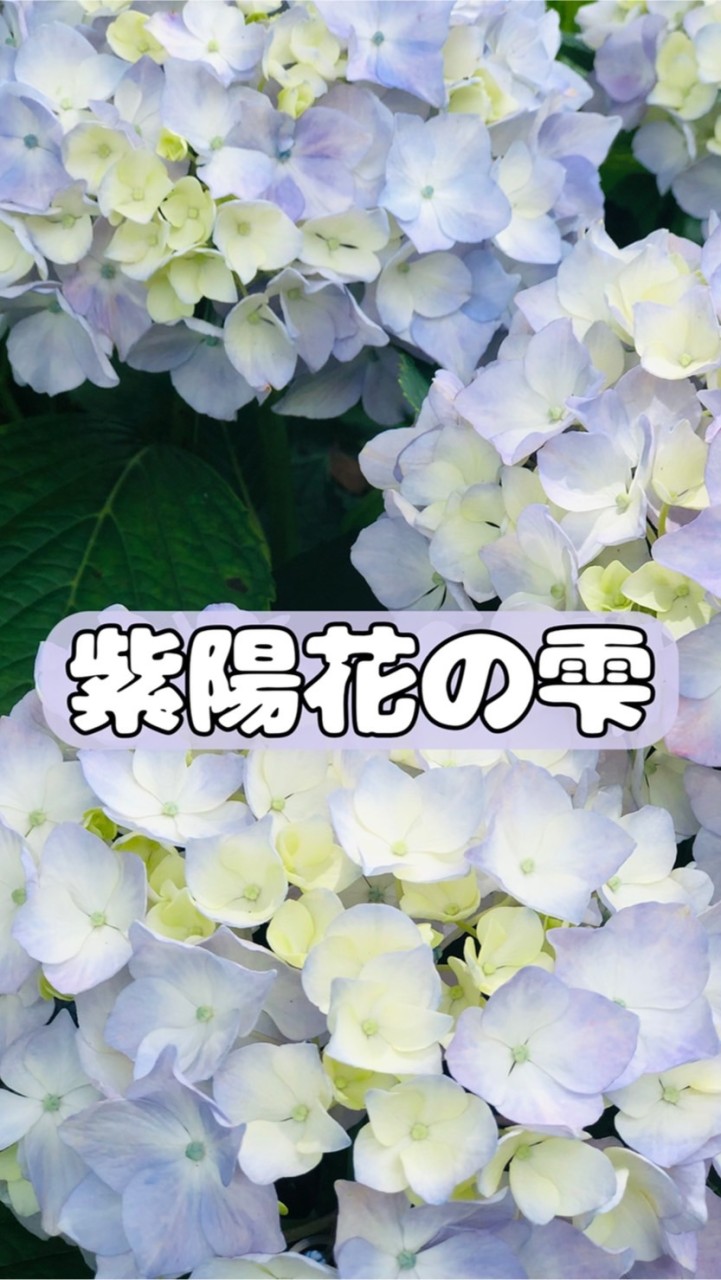 紫陽花の雫のオープンチャット