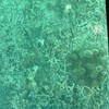 (基本女の子中心！)投票箱に画像はるオプチャ