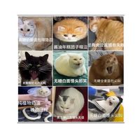 貓貓俱樂部