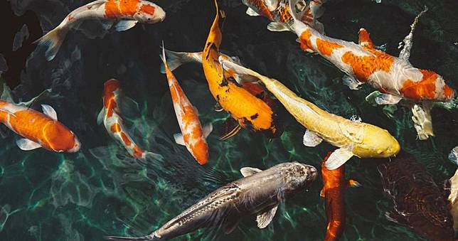 濁水看不清「憑感覺來」　劍橋研究：「雜交」可促進物種進化