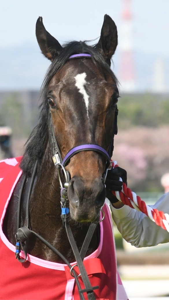 とらうま競馬ルームのオープンチャット