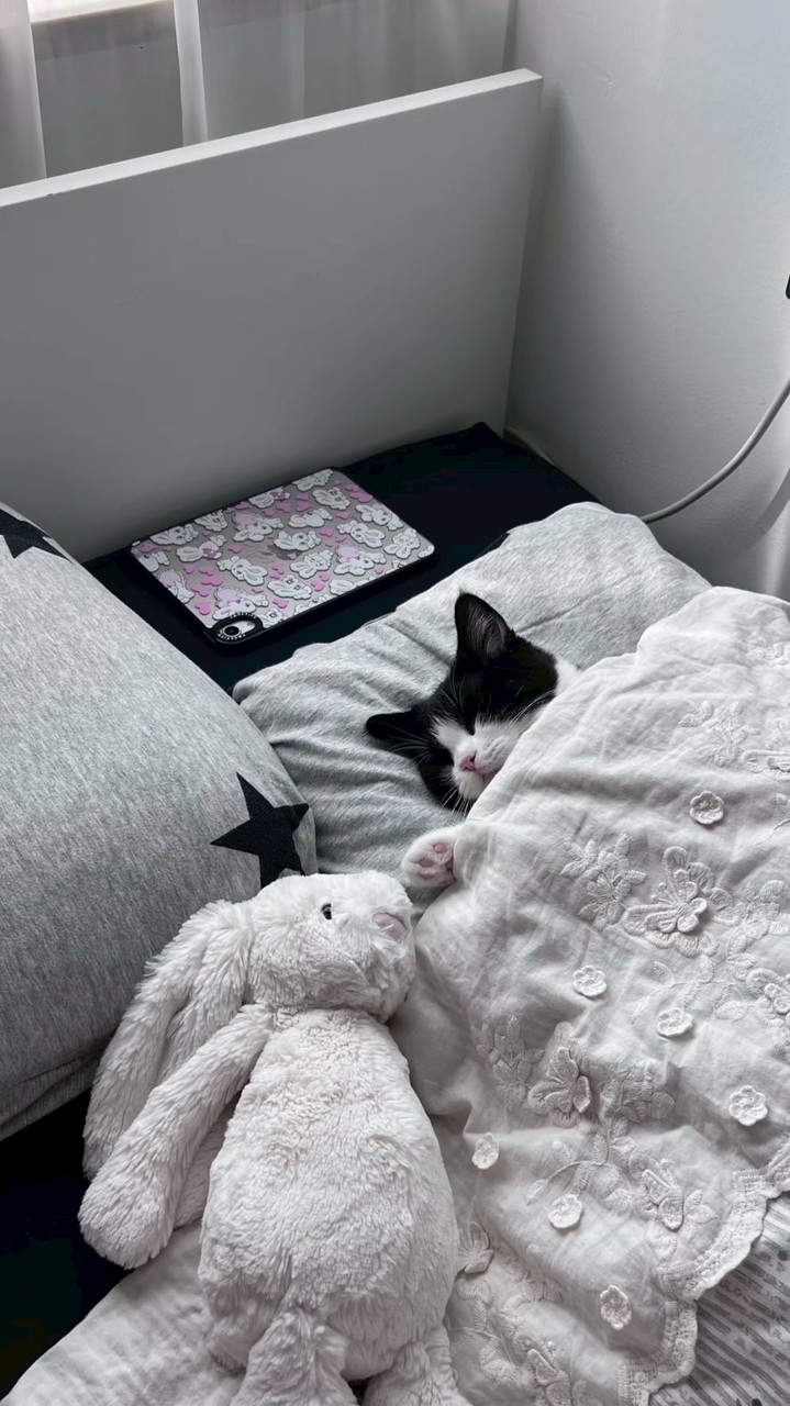 三麗鷗の小寶藏 ૮꒰ ˶• ༝ •˶꒱ა ♡