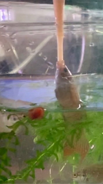 菜比八鬥魚交流