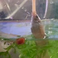 菜比八鬥魚交流