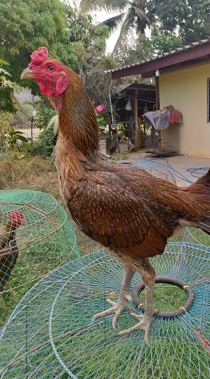 🌲⛰️🐓อนุสรณ์ฟาร์ม🐓⛰️🌲