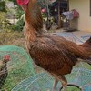 🌲⛰️🐓อนุสรณ์ฟาร์ม🐓⛰️🌲