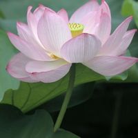 瞑想グループ