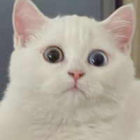 台中房仲思思帶看