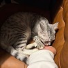 恋バナ・雑談しよ！？家族ごっこ