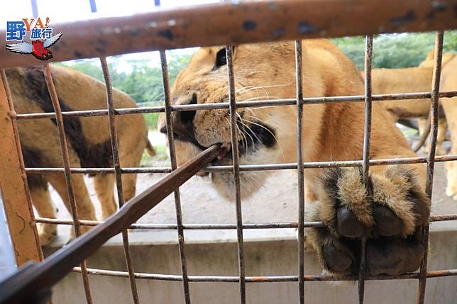 九州自然動物園 親子旅遊最佳景點 @去旅行新聞網