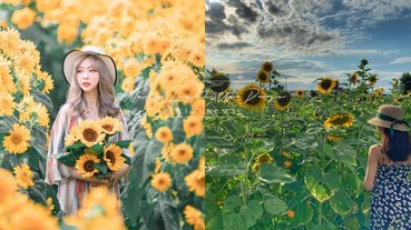 全台7個必拍「向日葵花海」推薦！向陽農場花比人高、宜蘭羅東隱藏版打卡點期間限定