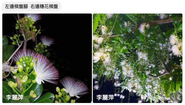 錯誤 西藏特有吉祥花寶塔花或瑪哈默鲁照片 喜馬拉雅山上每400年盛開一次 熱帶植物棋盤腳 Mygopen Line Today