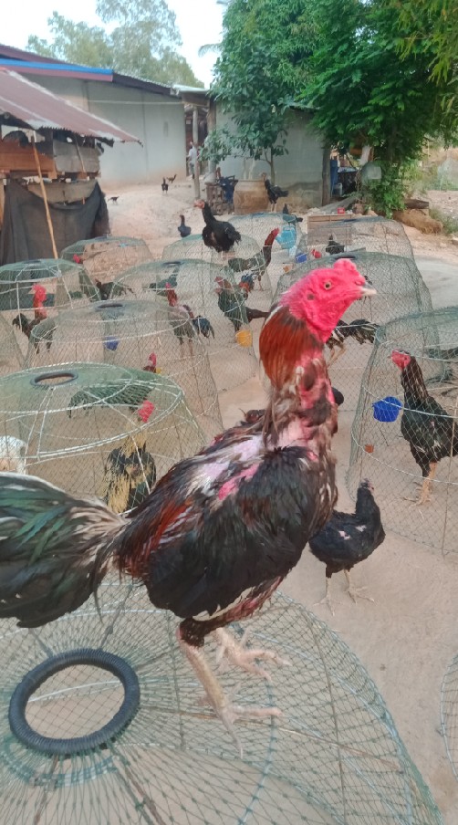 ไก่ป่าก๋อยสายทุบหลัง ถ้ำแข้ฟาร์ม