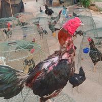 ไก่ป่าก๋อยสายทุบหลัง ถ้ำแข้ฟาร์ม