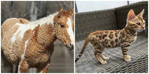 8 Hewan Unik Ini Mungkin Belum Pernah Kamu Temui Seumur Hidupmu