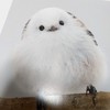 シマエナガ好き　おいでッッッ