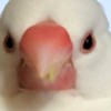 文鳥❣️倶楽部
