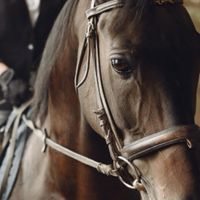 馬術なんでも相談室