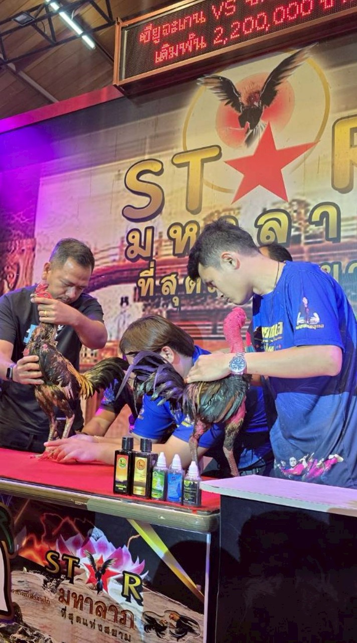 เพชรธงชัยฟาร์ม×เทพอัศวินฟาร์ม