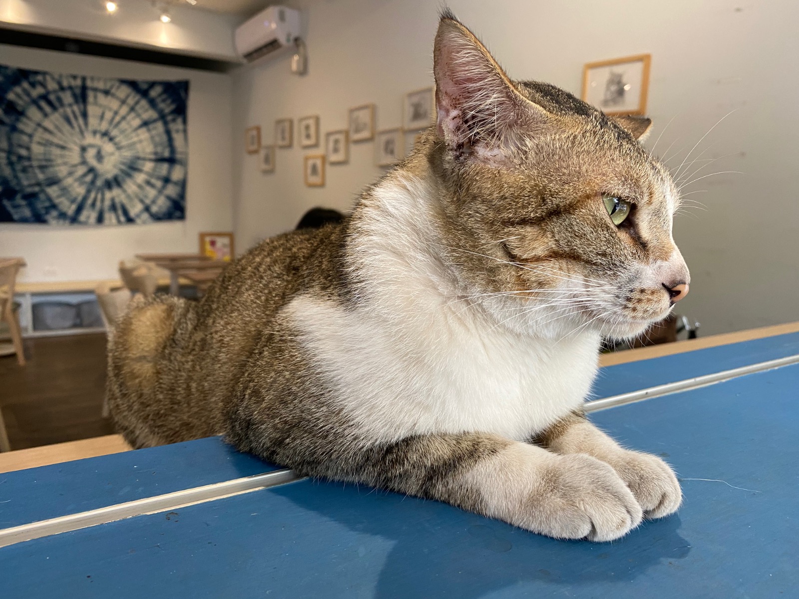 圖片來源/Chill Moon Coffee 棲木咖啡-LINE熱點用戶