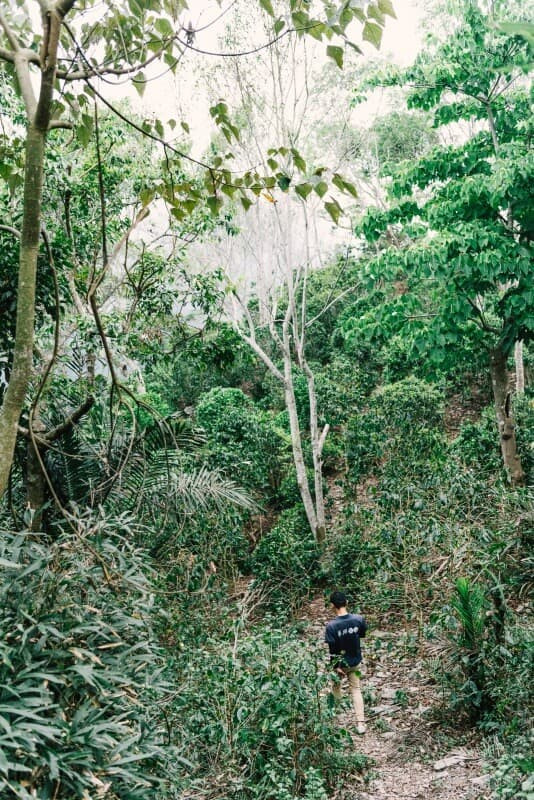 六龜台灣山茶茶園