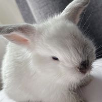 快樂兔子🐰