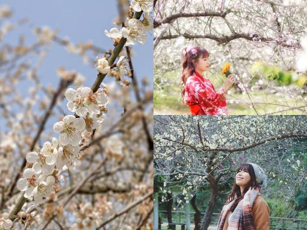 全台10處絕佳 賞梅景點 陽明山 角板山行館 柳家梅園雪白花海美到不行 Cbook Line Today