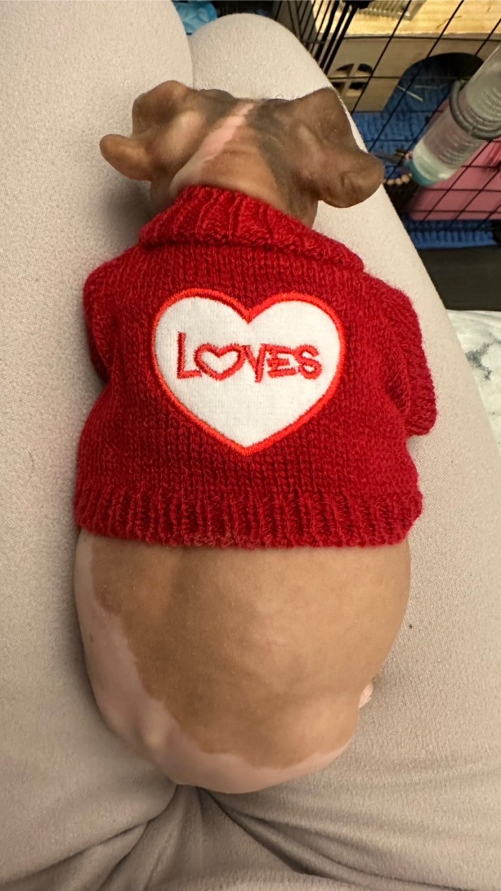 妞妞❣️無毛豬交流討論