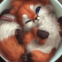 ヌング「犬」キツネ♥︎